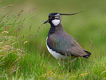 Lapwing (Vanellus vanellus) sheltering from rain behind grass tussock, Upper Teesdale, County Durham, England, UK, June