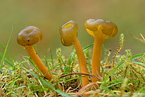Jellybaby fungus (Leotia lubrica) inedible fungi that resemble jellybabies, Buckinghamshire, England, UK, September. Focus Stacked Image