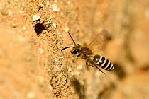Ivy bee (Colletes hederae)  in flight up to nest tunnel in sandy bank, Oxfordshire, England, UK, October. New species to the UK in 2001
