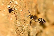 Ivy bee (Colletes hederae) new species to the UK in 2001, in flight up to nest tunnel in sandy bank, Oxfordshire, England, UK, October