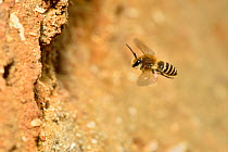 Ivy bee (Colletes hederae) new species to the UK in 2001. In flight up to nest tunnel in sandy bank, Oxfordshire, England, UK, October