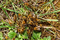 Ivy bee (Colletes hederae) new species to the UK in 2001. Mating ball with many male bees swarm around emerging female, Oxfordshire, England, UK, October