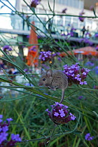 House mouse (Mus domesticus) juvenile climbing and feeding on seeds of Verbena bonariensis outside the South Bank Centre, London, England, UK, August