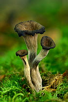 Horn of plenty fungus (Craterellus cornucopioides) trumpet shaped fungi growing among moss under deciduous trees, Buckinghamshire, England, UK. Focus Stacked Image.