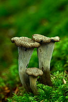 Horn of plenty fungus (Craterellus cornucopioides) trumpet shaped fungi growing among moss under deciduous trees, Buckinghamshire, England, UK.  Focus Stacked Image