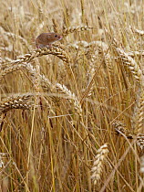 Harvest mouse (Micromys minutus) climbing among wheat, Hertfordshire, England, UK, August, Controlled conditions