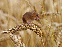 Harvest mouse (Micromys minutus) feeding on wheat, Hertfordshire, England, UK, August, Controlled conditions