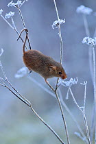 Harvest mouse {Micromys minutus) climbing among frosty vegetation, Hertfordshire, England, UK, Controlled conditions