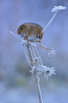 Harvest mouse (Micromys minutus) sitting on frosty seedhead, Hertfordshire, England, UK, January, Controlled conditions
