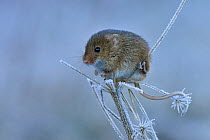 Harvest mouse (Micromys minutus) Sitting on frosty seedhead, Hertfordshire, England, UK, January, Controlled conditions