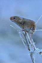 Harvest mouse (Micromys minutus) Sitting on frosty seedhead, Hertfordshire, England, UK, January, Controlled conditions