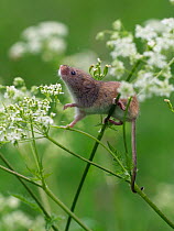 Harvest mouse (Micromys minutus) climbing among Cow Parsley, Hertfordshire, England, UK, May, Controlled conditions