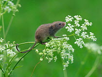 Harvest mouse {Micromys minutus) climbing among Cow Parsley, Hertfordshire, England, UK, May, Controlled conditions