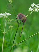 Harvest mouse (Micromys minutus) climbing among Cow Parsley, Hertfordshire, England, UK, May, Controlled conditions