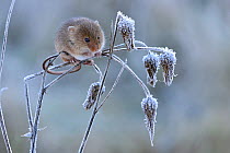 Harvest mouse (Micromys minutus) climbing on frosty seedhead, Hertfordshire, England, UK, January, Controlled conditions