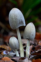 Hare'sfoot inkcap (Coprinopsis lagopus) with caps closed, . Buckinghamshire, England, UK, September. Focus Stacked Image