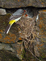 Grey wagtail (Motacilla cinerea) male at nest  feeding young, Upper Teesdale, Co Durham, England, UK, June