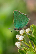 Green hairstreak butterfly (Callophrys rubi) on buds of Hawthorn flower, Hertfordshire, England, UK, May