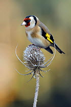 Goldfinch (Carduelis carduelis) perched on frost covered Teasel (Dipsacus fullonum), Hertfordshire, England, UK, January