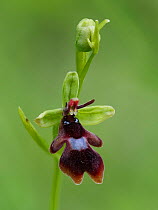 Fly orchid (Ophrys insectifera) close up of flower, Berkshire, England, UK, June . Focus stacked image