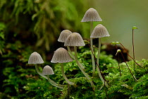 Fairy inkcap fungus (Coprinellus disseminatus) small group of this inkcap growing from mossy log, Oxfordshire, England, UK, October. Focus Stacked Image
