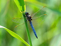 Keeled skimmer dragonfly (Orthetrum coerulescens) Perched on reed, Oxfordshire, England, UK, July