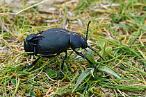 Dor beetle (Geotrupes stercorarius) mating pair, Bedfordshire, England, Uk, April