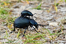 Dor Beetle (Geotrupes stercorarius) smaller male riding on back of female after mating, Bedfordshire, England, Uk, April