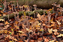 Conical brittlestem fungus (Parasola conopilus) large group growing among fallen deciduous leaves, Buckinghamshire, England, UK, September
