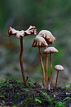Common deceiver (Laccaria laccata) group of toadstools at  various stages of development, Bedfordshire, England, UK, October