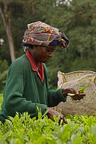 Woman picking tea  near Kakamega forest;  tea plantation used as buffer to protect natural forest, Kenya. July 2017.