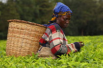 Woman picking tea  near Kakamega forest;  tea plantation used as buffer to protect natural forest, Kenya. July 2017.