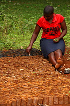 Woman planting seedling trees for reforestation, Kakamega forest, Kenya, July 2017.