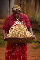 Luhya woman winnowing corn, Kakamega forest, Kenya, July.