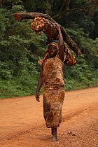 Luhya woman carrying firewood, Kakamega forest, Kenya, Africa