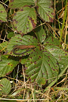 Common lizard (Lacerta vivipara), basking, Herefordshire, England, UK