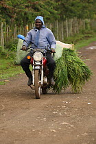 Kalenjin man transporting grass on motorbike, Kenya, July.