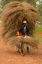 Luhya man cycling, carrying large load of grass for thatching building, Kakamega forest, Kenya, July 2017.
