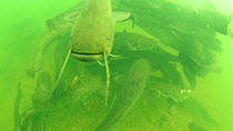 Group of Wels catfish (Silurus glanis) gathered in the River Rhone, France, August.