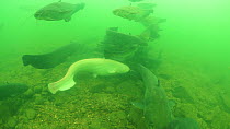 Group of Wels catfish (Silurus glanis), including an albino, gathered in the River Rhone, France, November.