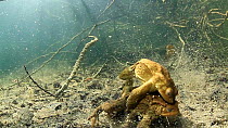 Male Common toads (Bufo bufo) fighting underwater during mating season, with a pair mating Ain, Rhone-Alps, France, March.