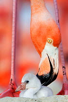 Caribbean Flamingo (Phoenicopterus ruber) preening chick in the breeding colony, Ria Lagartos Biosphere Reserve, Yucatan Peninsula, Mexico, June Finalist in the Portfolio Category of the Terre Sauvage...