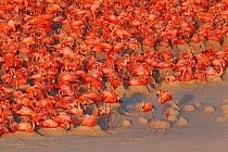 Aerial view of Caribbean Flamingo (Phoenicopterus ruber) breeding colony, Ria Lagartos Biosphere Reserve, Yucatan Peninsula, Mexico, May, Finalist in the Portfolio Category of the Terre Sauvage Nature...