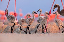 Caribbean Flamingo (Phoenicopterus ruber) chick group walking around the breeding colony, Ria Lagartos Biosphere Reserve, Yucatan Peninsula, Mexico, June, Finalist in the Portfolio Category of the Ter...