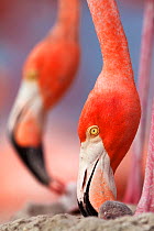 Caribbean Flamingo (Phoenicopterus ruber) tending to newborn chick while another feed two day old chick, breeding colony, Ria Lagartos Biosphere Reserve, Yucatan Peninsula, Mexico, June, Finalist in t...