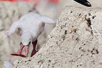 Caribbean Flamingo (Phoenicopterus ruber) chick age 5 days, walking around nest, breeding colony, Ria Lagartos Biosphere Reserve, Yucatan Peninsula, Mexico, June, Finalist in the Portfolio Category of...