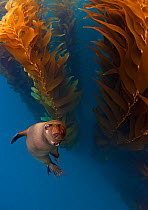 Californian Sealion (Zalophus californianus) in kelp (Macrocystis pyrifera) forest, San Benito del Este Island, Baja California Peninsula Pacific Islands Biosphere Reserve, Baja California, Mexico, Ma...