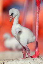 Caribbean Flamingo (Phoenicopterus ruber) chick age three days, standing in nest, breeding colony, Ria Lagartos Biosphere Reserve, Yucatan Peninsula, Mexico, June, Finalist in the Portfolio Category o...