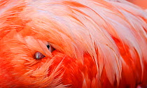 Caribbean Flamingo (Phoenicopterus ruber) chick under the wing of protective parent, breeding colony, Ria Lagartos Biosphere Reserve, Yucatan Peninsula, Mexico, June.Finalist in the Portfolio Category...