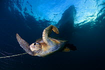 Green Turtle (Chelonia mydas) trapped in fishing net, Sea of Cortez (Gulf of California), Mexico, May, Third Place in the third National Contest &#39;Visions of our nature&#39; organised by Mexico&#39...